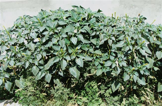  Plant